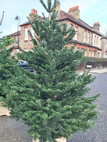 Nordmann Fir Christmas Tree 6ft to 7.5ft