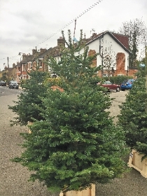 Nordmann Fir Christmas Tree 6ft to 7.5ft