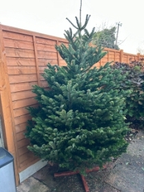 Nordmann Fir 6ft   8ft